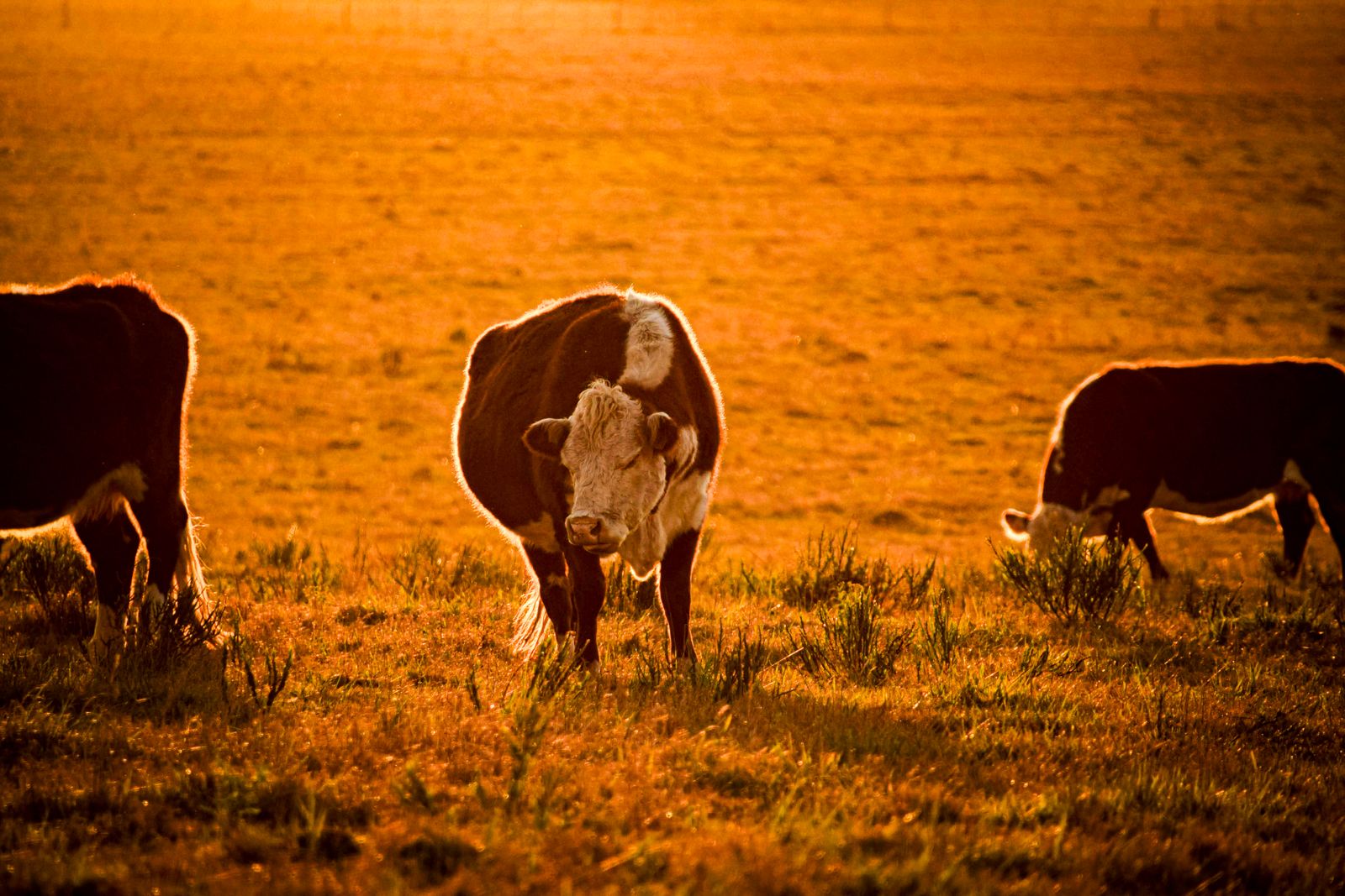 Ganado pastando en el campo al atardecer